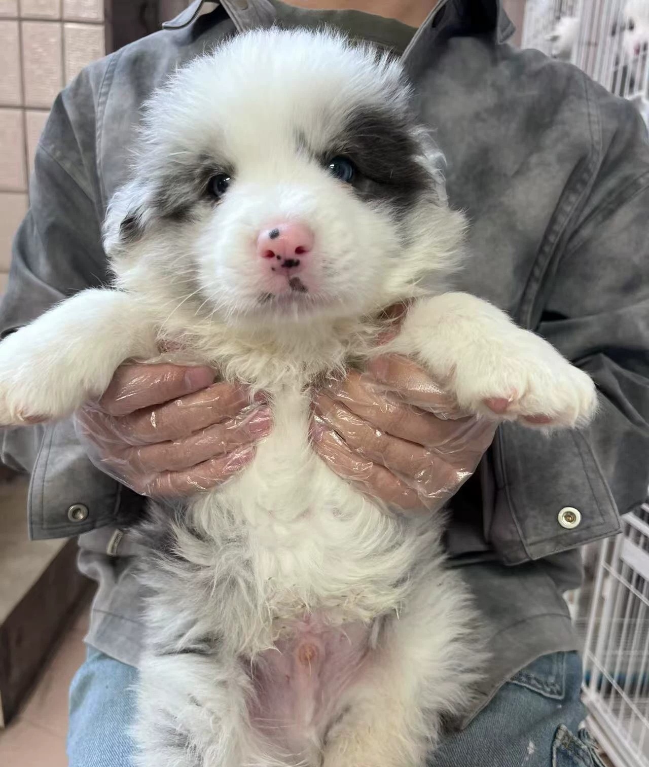 蓝陨石边牧公